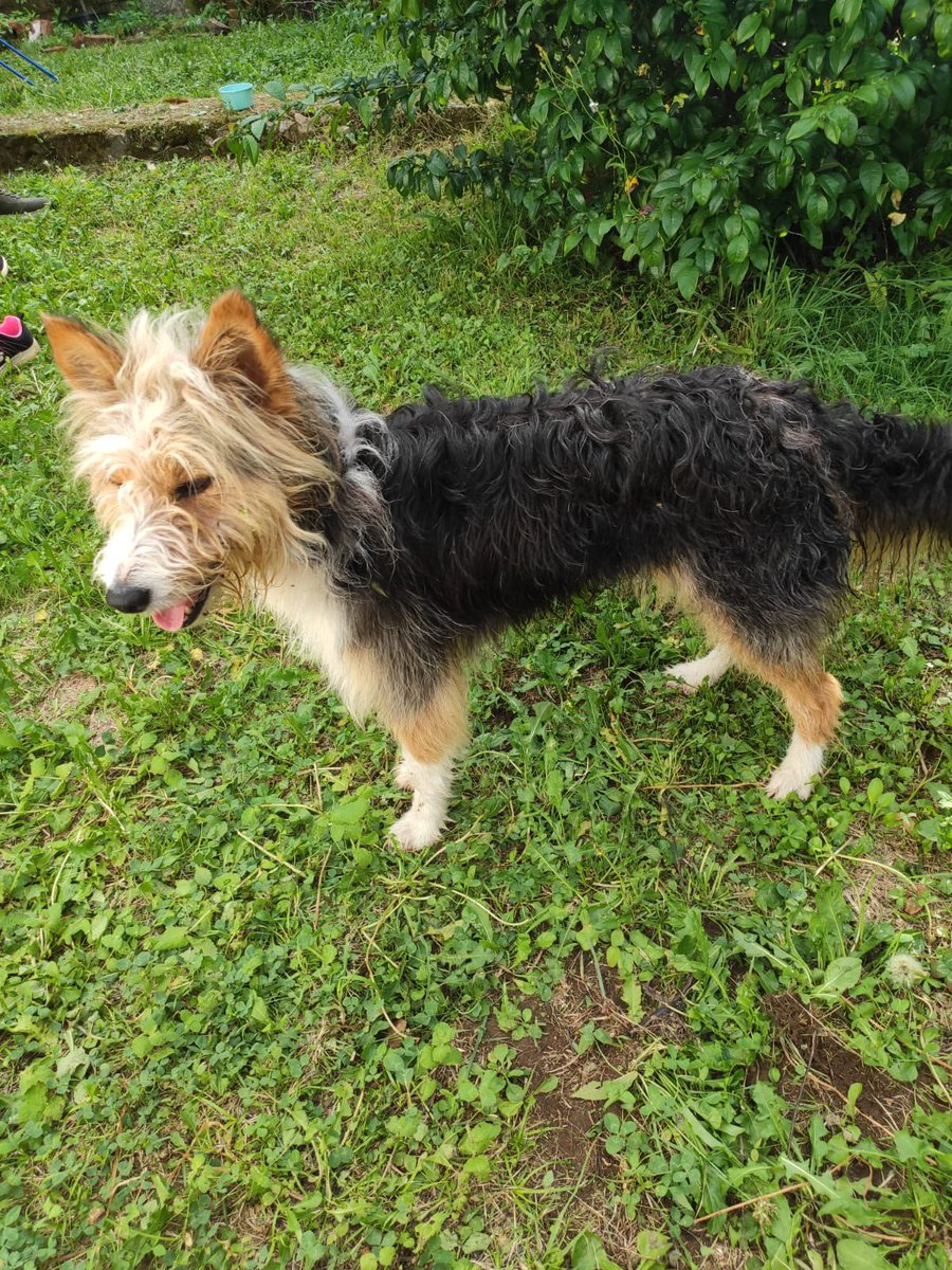 Hemos encontrado este perrete perdido muy cerca de Arriondas (Asturias). Se agradece la difusión. Por favor, metedle RT a esto a ver si encontramos a sus dueños y conseguimos que vuelva a casa lo antes posible.

Si el dueño/dueña lee esto, que me escriba por aquí 🙏