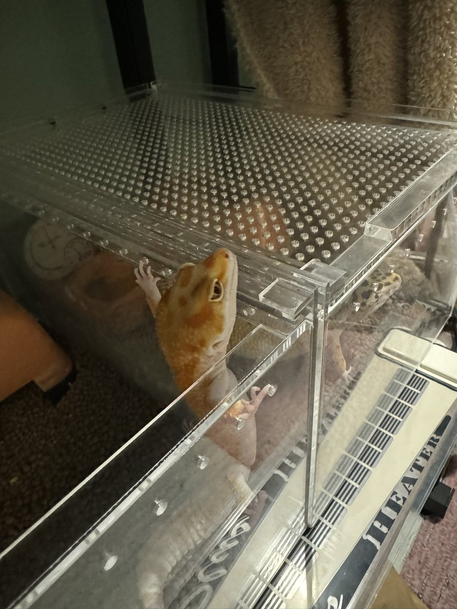 脱走したがりさん🦎
#爬虫類
#レオパ
#レオパードゲッコー