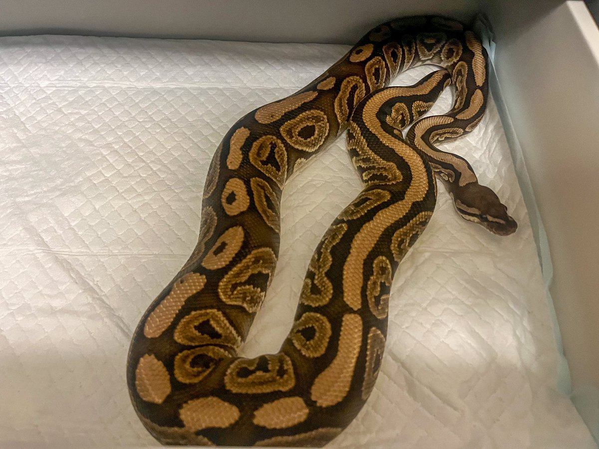 アダルトサイズでのお迎え②🐍

#ボールパイソン  #蛇好きと繋がりたい #爬虫類好きと繋がりたい