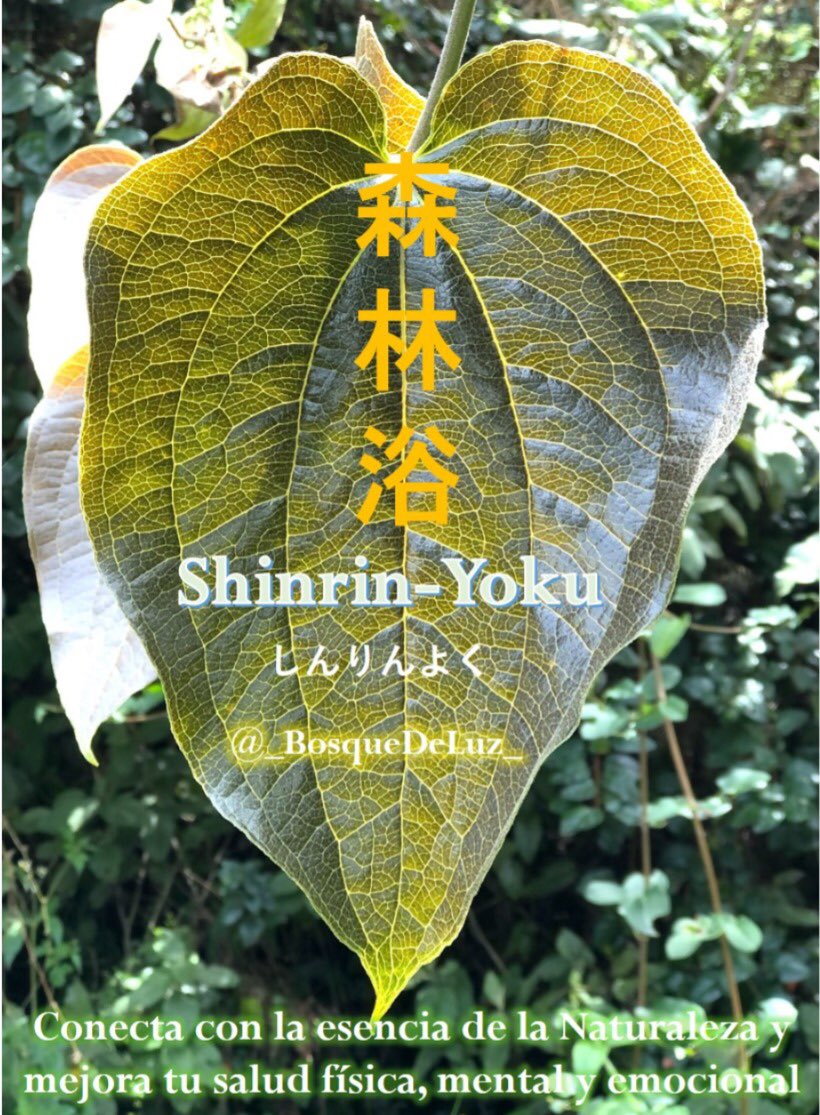 Ir a la montaña es un acto de #amor 
#CerrosOrientales #caminar #shinrinyoku #Bañosdenaturaleza