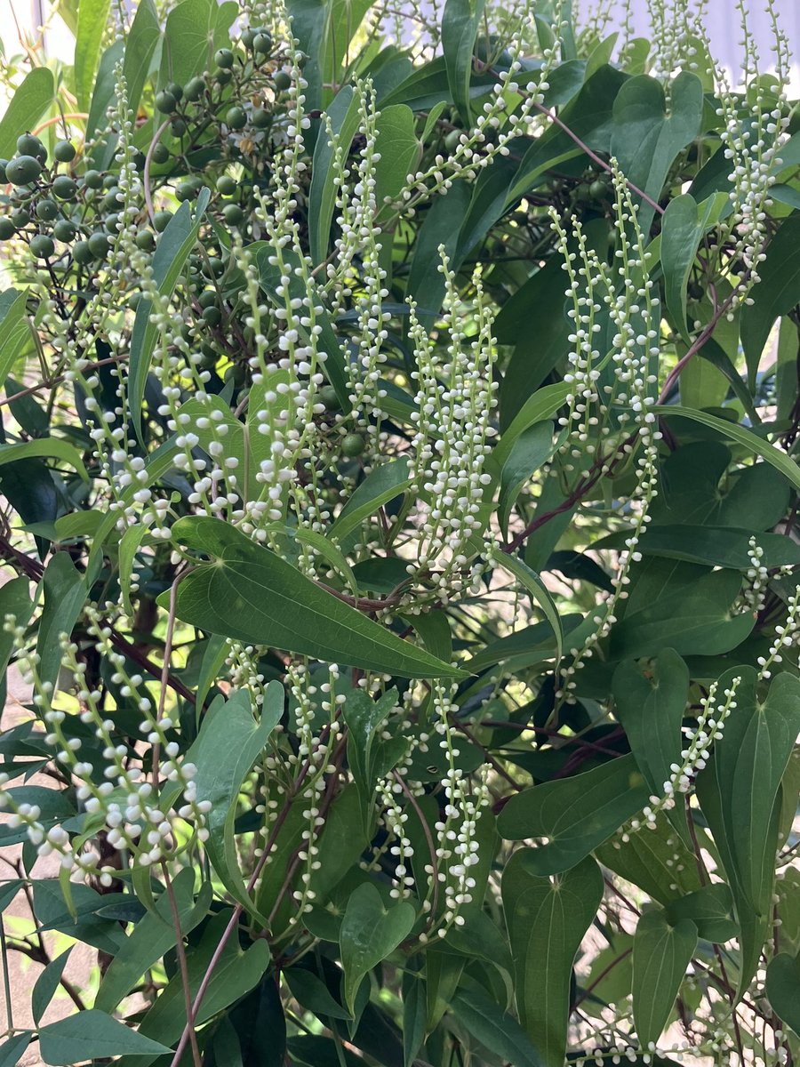 ヤマノイモの花がいっぱい咲いてました
涼やかでかわいい🩷☺️
この花は直立しているから、雄花だね〜😌
だからむかごできてなかったのか…。

#野草 #野の花 #花の写真 #山芋