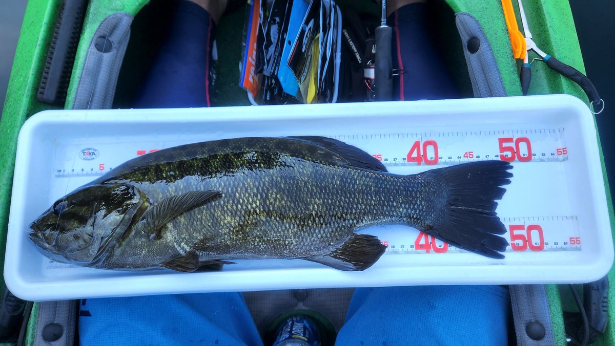 YATTO_0401's tweet photo. お盆休みカヤックバス釣り
最後の最後にスモール49cm釣れて良い締めくくりができました✌️
ボートもいいけどカヤックもまた良き👍 https://t.co/fAEUyWTX4L