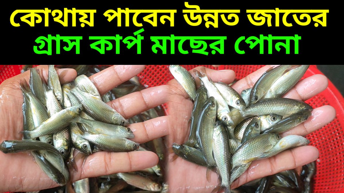 AllFishSellBD11's tweet photo. কোথায় পাবেন গ্রাস কার্প মাছের উন্নত জাতের পোনা 
https://t.co/4uEfzJ1wYi https://t.co/XHXiMqOIC8