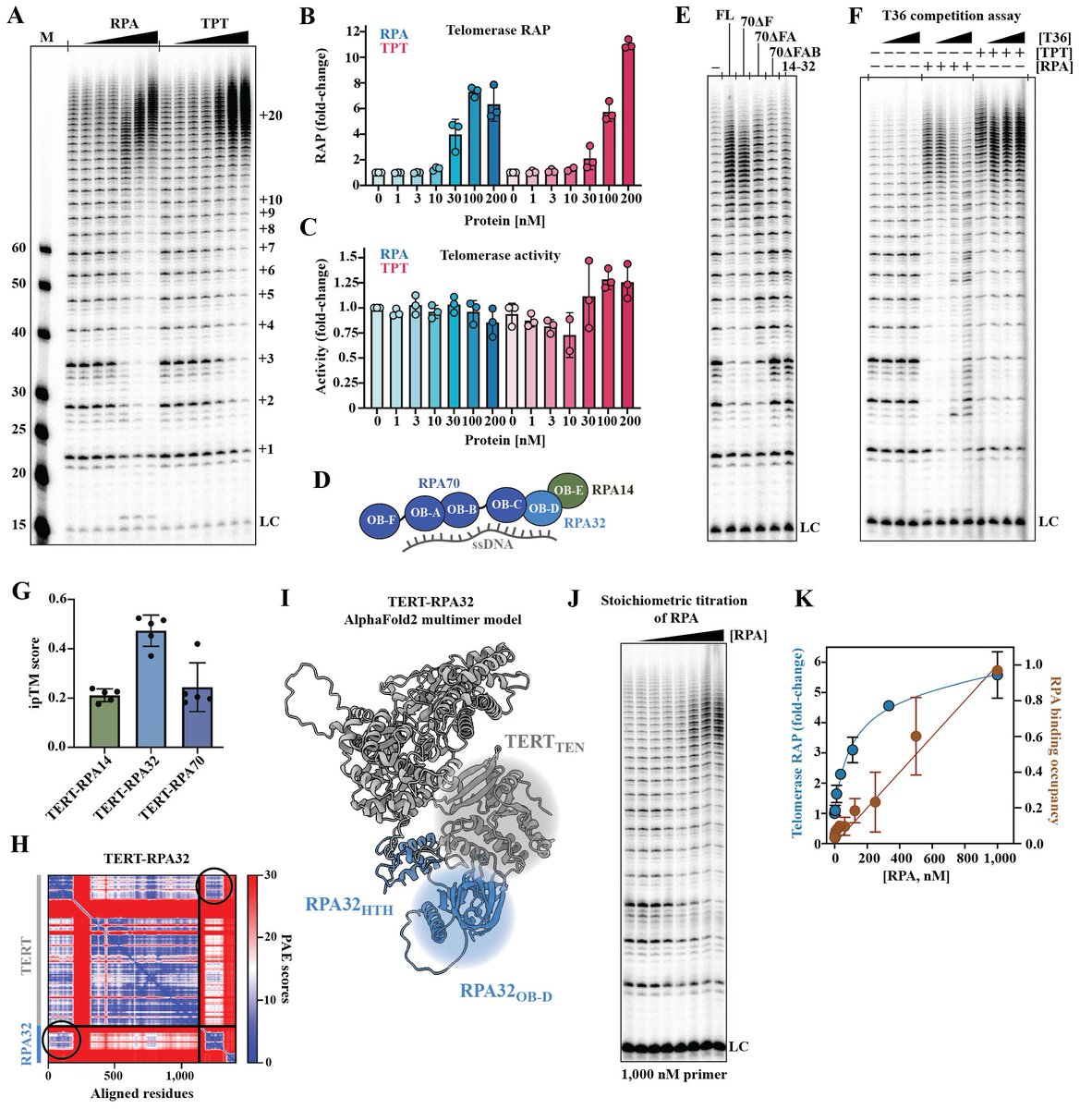 Ci Ji Lim (@cijilim) on Twitter photo 1/7 Our latest preprint is out! 🚨 <a href="/Sour_Agrawal/">Sourav Agrawal | ସୌରଭ</a> , <a href="/xiuhua_linwisc/">Xiuhua Lin</a> , <a href="/viveksusvirkar/">Vivek Susvirkar</a> et al. discover human RPA is a critical telomerase processivity factor essential for telomere maintenance. This reshapes our understanding of human telomerase regulation. biorxiv.org/content/10.110… 1/7 Our latest preprint is out! 🚨 <a href="/Sour_Agrawal/">Sourav Agrawal | ସୌରଭ</a> , <a href="/xiuhua_linwisc/">Xiuhua Lin</a> , <a href="/viveksusvirkar/">Vivek Susvirkar</a> et al. discover human RPA is a critical telomerase processivity factor essential for telomere maintenance. This reshapes our understanding of human telomerase regulation. biorxiv.org/content/10.110…