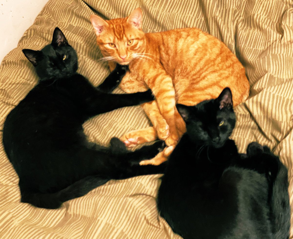 Susan Calman tweet media