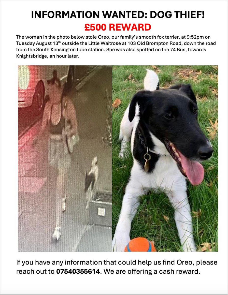 You know what to do ! 

Make this thief famous ⚠️ Share share share !🐾

Make Oreo too hot to handle 🙏

This girl needs to be found asap- does anyone recognise her? Cctv image of her stealing Oreo in South Kensington on 13 August

Help find Oreo!! <a href="/ArchieHall/">Archie Hall</a> 
#stolendoghour