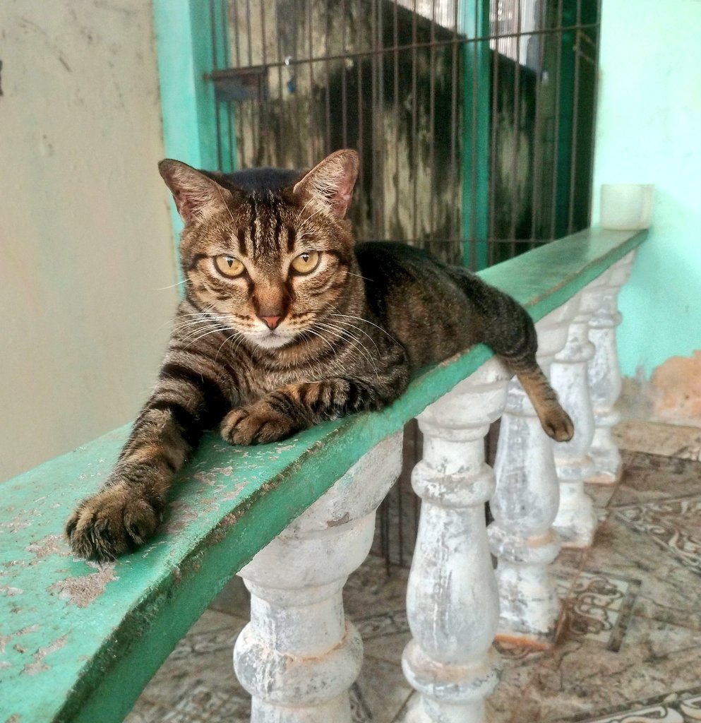 Meg, consumidora da ração Matisse. Patrocina a gente rsrs daria uma boa modelo 😍