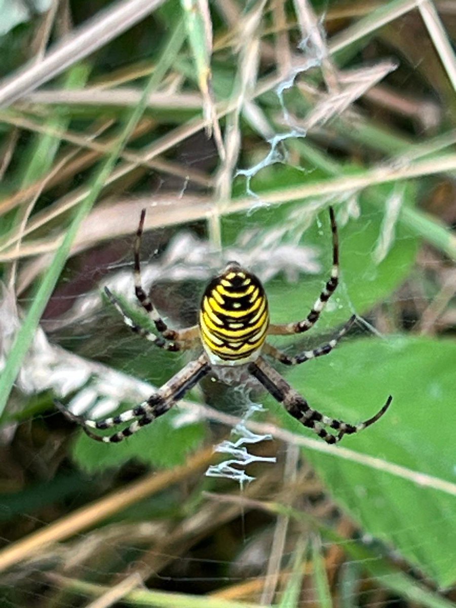 dananorak's tweet photo. Stunner of a wasp spider taking out a grasshopper on Whipsnade Heath https://t.co/TnqZXL8ogD