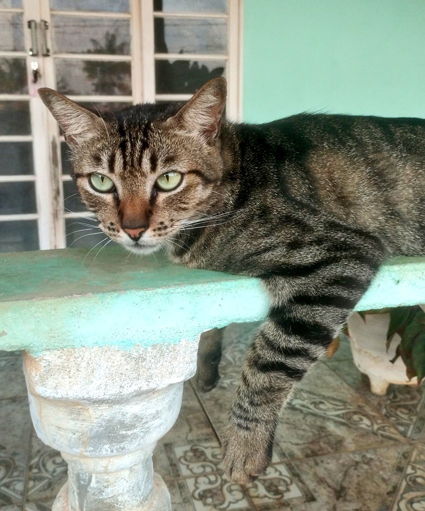 Tito meu menino anti social de olhos verdes 😍💓