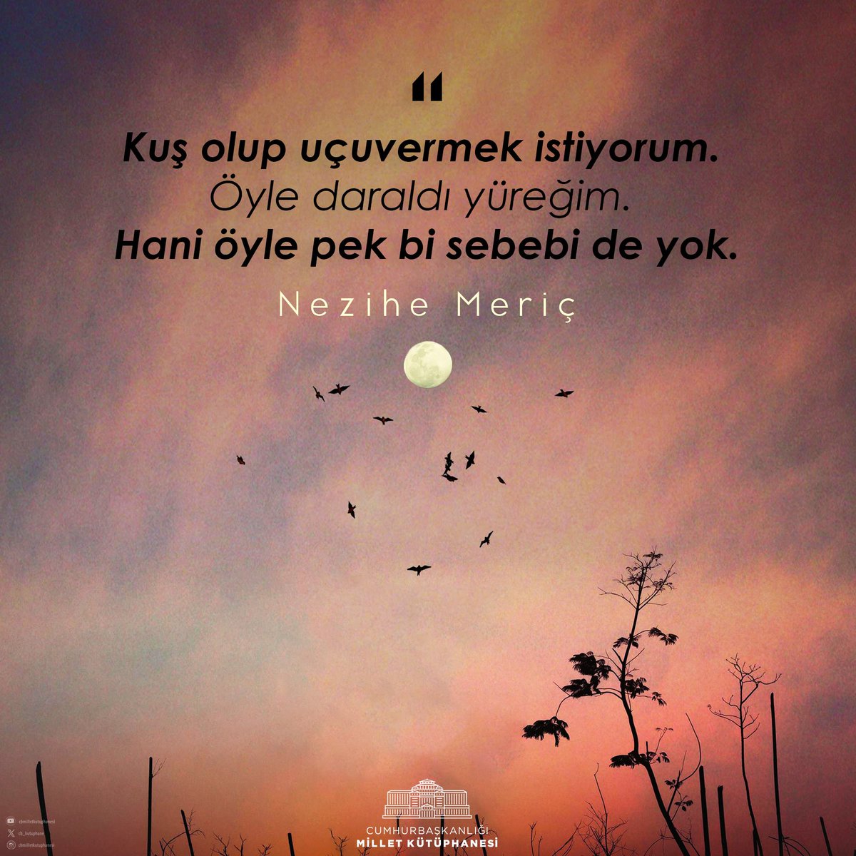 cb_kutuphane's tweet photo. “Kuş olup uçuvermek istiyorum. Öyle daraldı yüreğim. Hani öyle pek bi sebebi de yok.”
#NeziheMeriç https://t.co/GPFOQJY6Sq