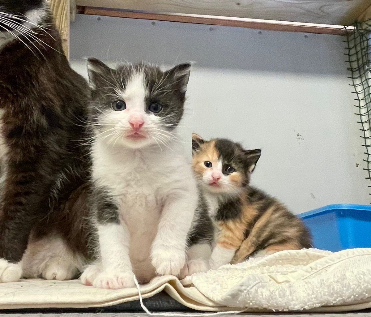 Ulubele's tweet photo. Kas var būt labāks Mājās par kaķi?...
Tikai divi kaķi😻😻
Pēc skaitam vairs nav nozīmes: 
Sintija un Dāvis ved mājās 2 kaķēnus. Dzīvos Rīgā.Paldies! https://t.co/UUJasWCXLF