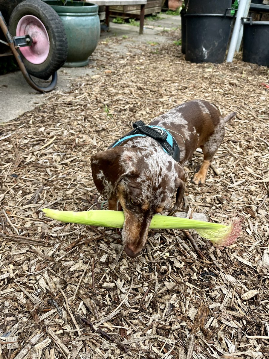 Sausage Neil tweet media