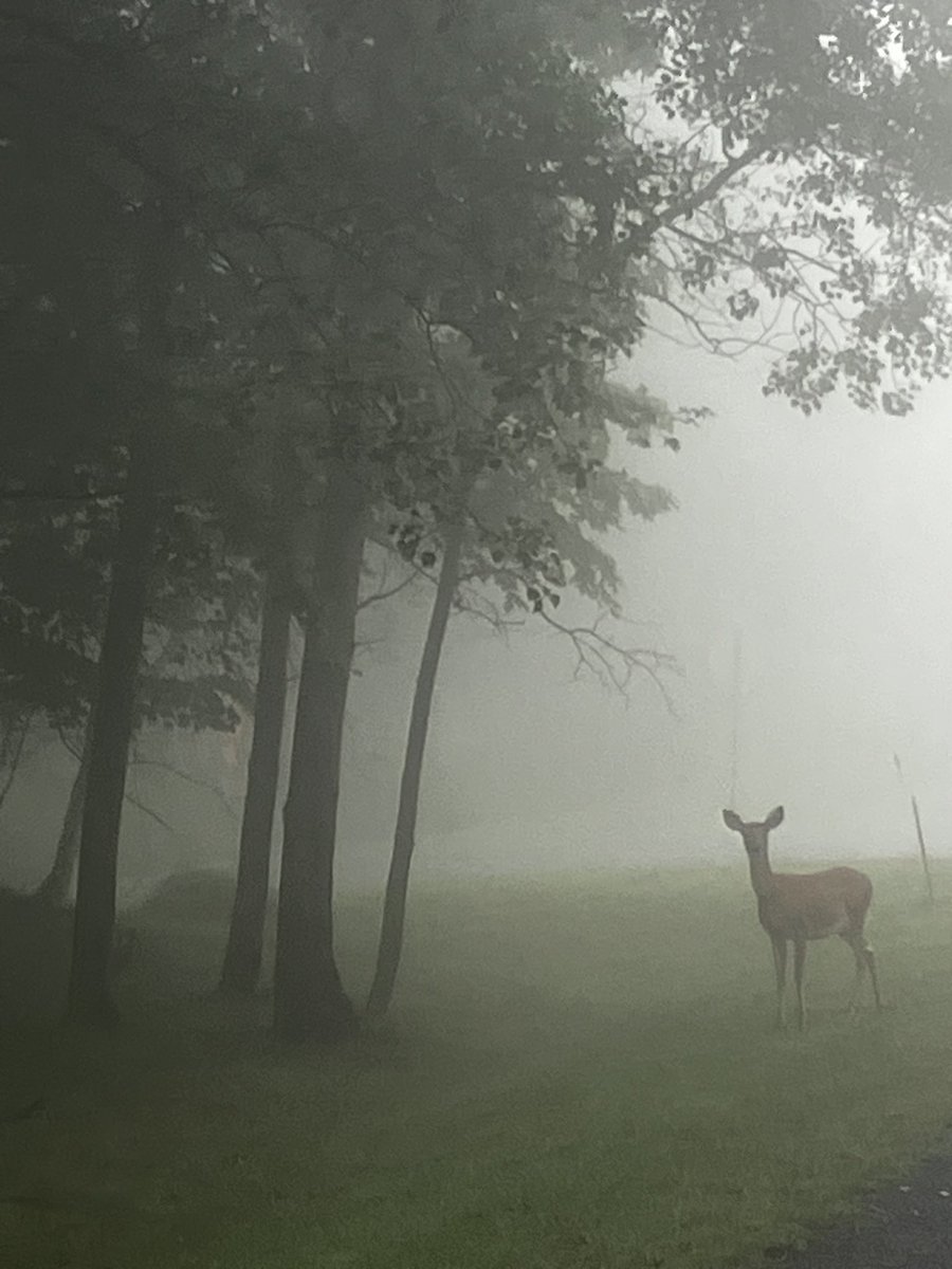 BitsOfWhitt's tweet photo. My walk this morning was eerily quiet and beautiful, like I was in another world… if only!

#JustPassingThrough https://t.co/s7C6avzW65