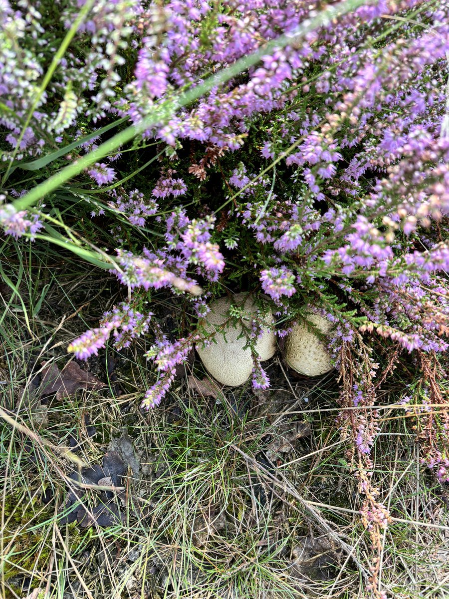Genieten op de Veluwse heide!! Op zijn mooist deze dagen!! 😍 #Veluwefan