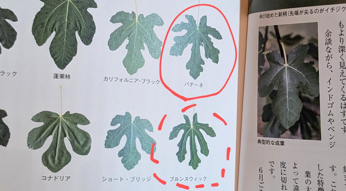 っで、「品種による葉形の違い」のページを見ながらファーマーズの人たちと議論した結果、いちばたけのイチジクはたぶん『バネーナ』！

ちょっと『ブルンスウィック』の可能性もありかも・・・