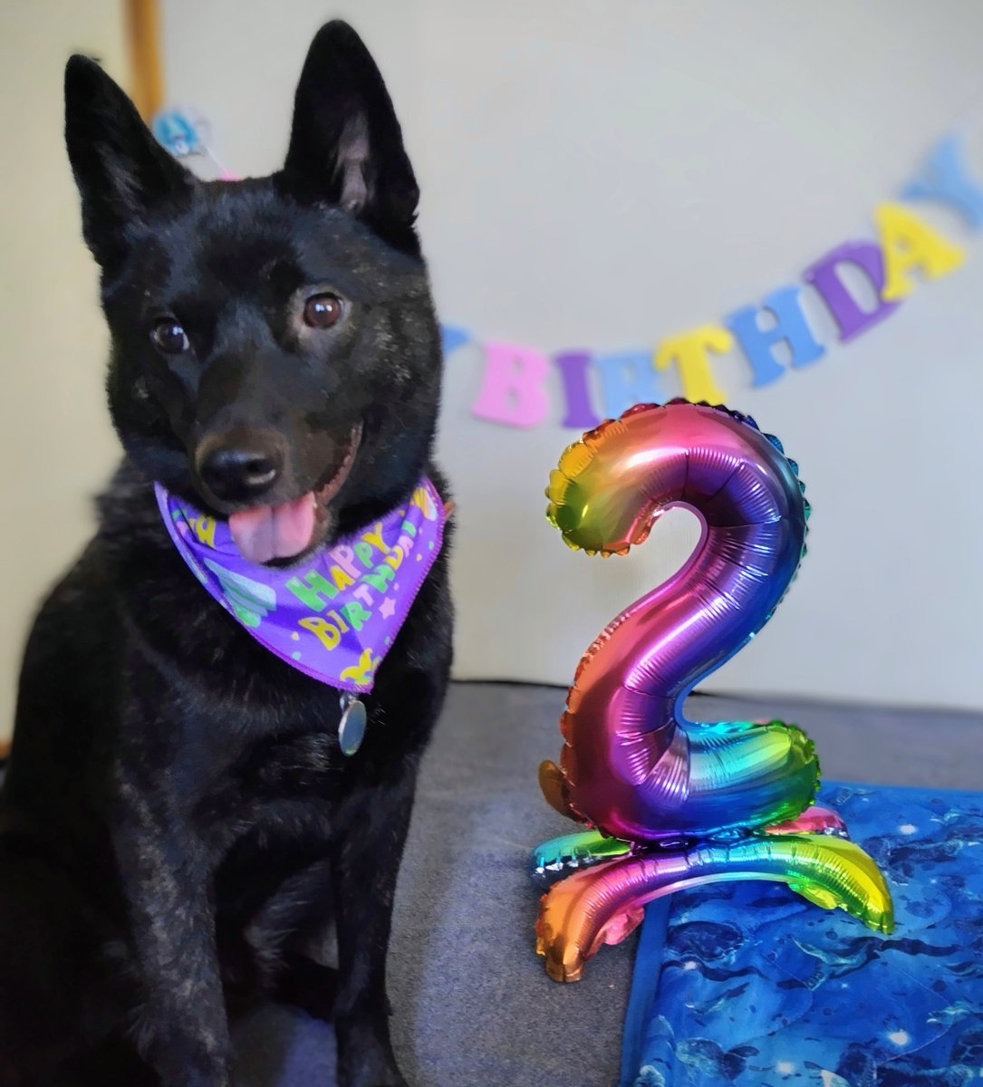 ジロくん２歳になりました🎂
体重は１３．５kgと男の子にしては小さく、お顔も小さいからか女の子に間違われることも。
ご飯をあまり食べてくれない時があり、心配になりますが、これまで大きな病気をすることなく過ごせました。
これからも元気に走り回ろうね☺️