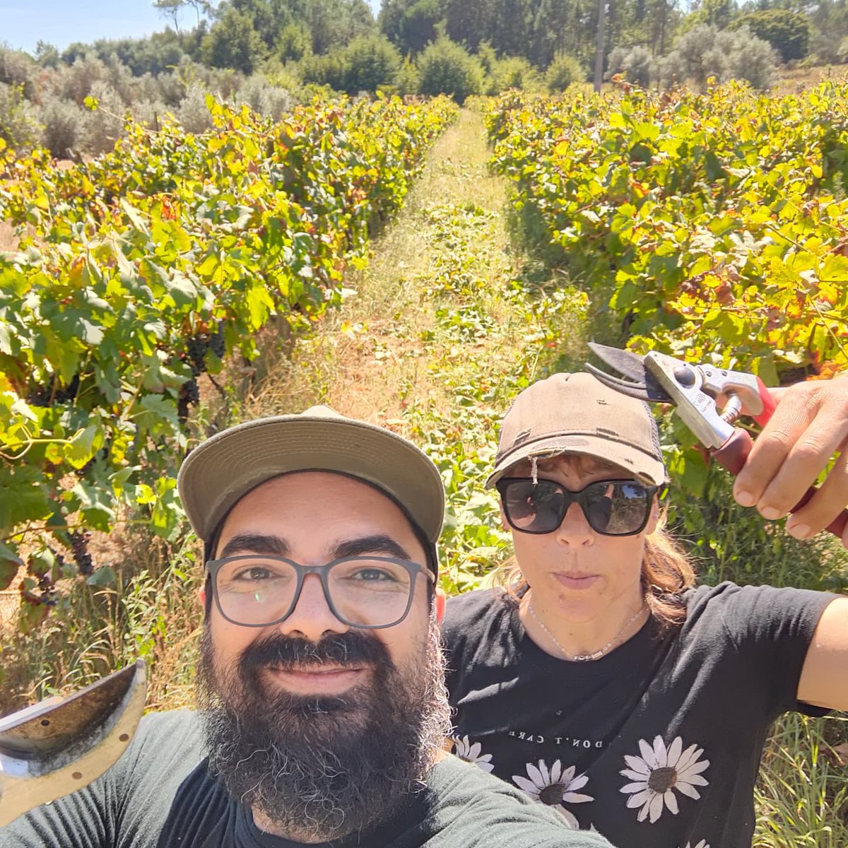 Recuperação de vinha antiga.
Desponta manual!