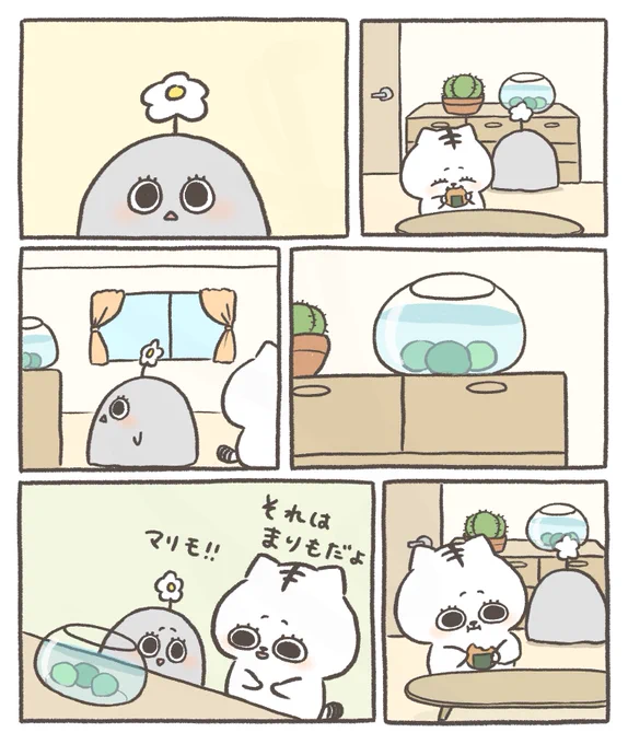 まりも 