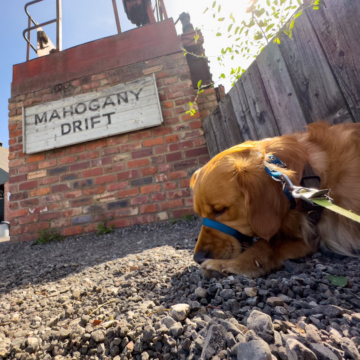 finredmoonshine's tweet image. #NoDogsAllowed as Finlay #RedMoonshine naps outside the #MahoganyDrift mine waiting for everyone. #BeamishMuseum #DogLife #Coal #Mining #GoldenRetrievers #Napping #SleepingDog #DogPhotography redmoonshine.com