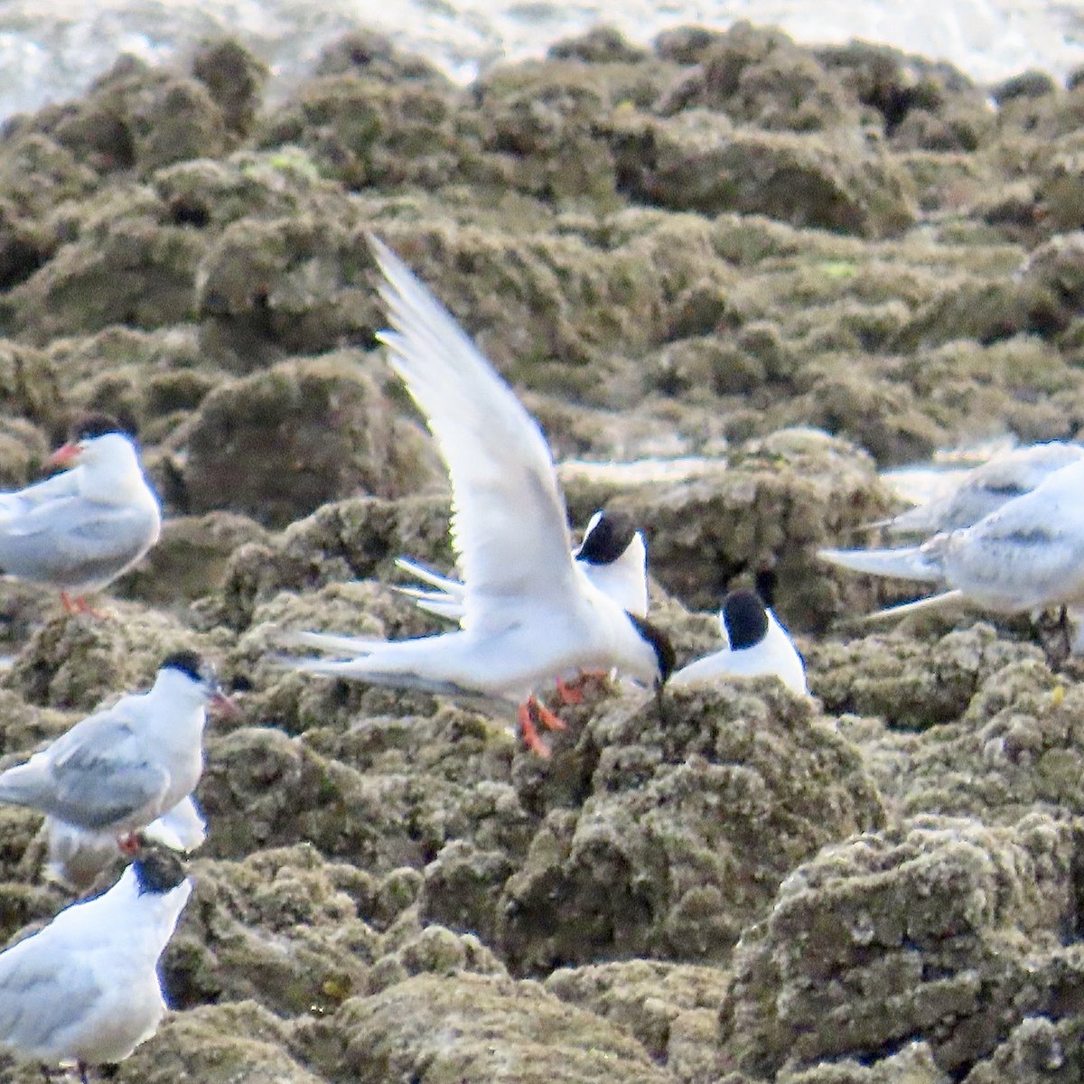 Rob Robertson tweet media