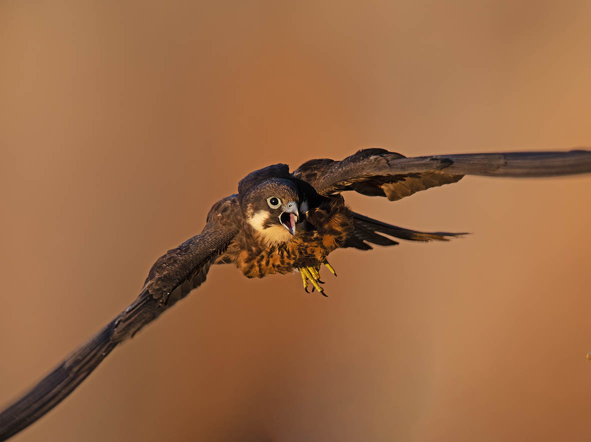 Clive Finlayson (@clivefinlayson) on Twitter photo Here's my latest article, about the beautiful Eleonora's Falcon. Hope you like it!
10000birds.com/the-queens-fal…
<a href="/FinlaysonGib/">Dr. Stewart Finlayson</a> <a href="/GibGerry/">G Finlayson</a> <a href="/gonhsgib/">GONHS Gibraltar</a> <a href="/BirdWatchingMag/">Bird Watching</a> <a href="/BirdWatchDaily/">BirdWatchingMagazine</a> <a href="/BirdwatchExtra/">Birdwatch</a> <a href="/bbcwildlifemag/">BBCWildlifeMagazine</a> <a href="/Natures_Voice/">RSPB</a> <a href="/_BTO/">BTO</a> Here's my latest article, about the beautiful Eleonora's Falcon. Hope you like it!
10000birds.com/the-queens-fal…
<a href="/FinlaysonGib/">Dr. Stewart Finlayson</a> <a href="/GibGerry/">G Finlayson</a> <a href="/gonhsgib/">GONHS Gibraltar</a> <a href="/BirdWatchingMag/">Bird Watching</a> <a href="/BirdWatchDaily/">BirdWatchingMagazine</a> <a href="/BirdwatchExtra/">Birdwatch</a> <a href="/bbcwildlifemag/">BBCWildlifeMagazine</a> <a href="/Natures_Voice/">RSPB</a> <a href="/_BTO/">BTO</a>