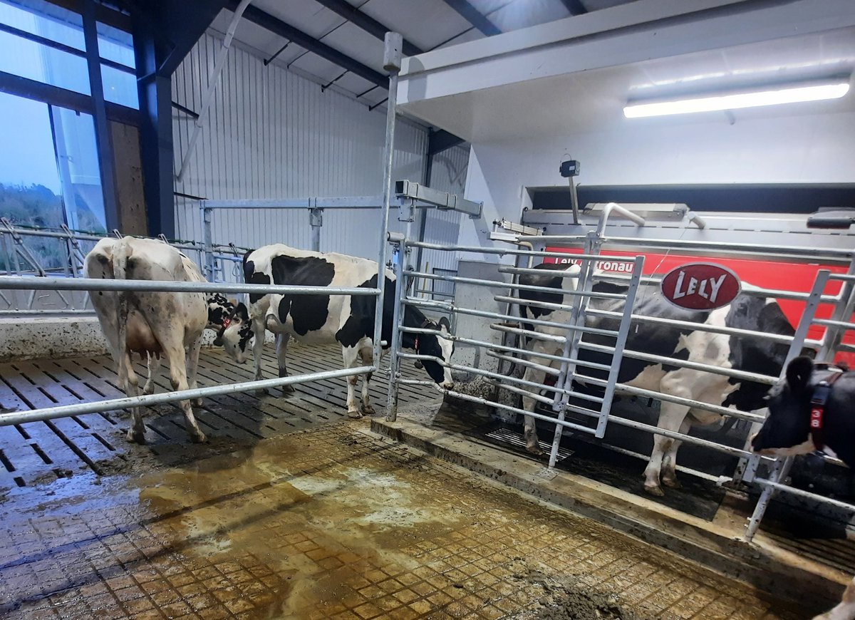 5 days in, and they're ling up