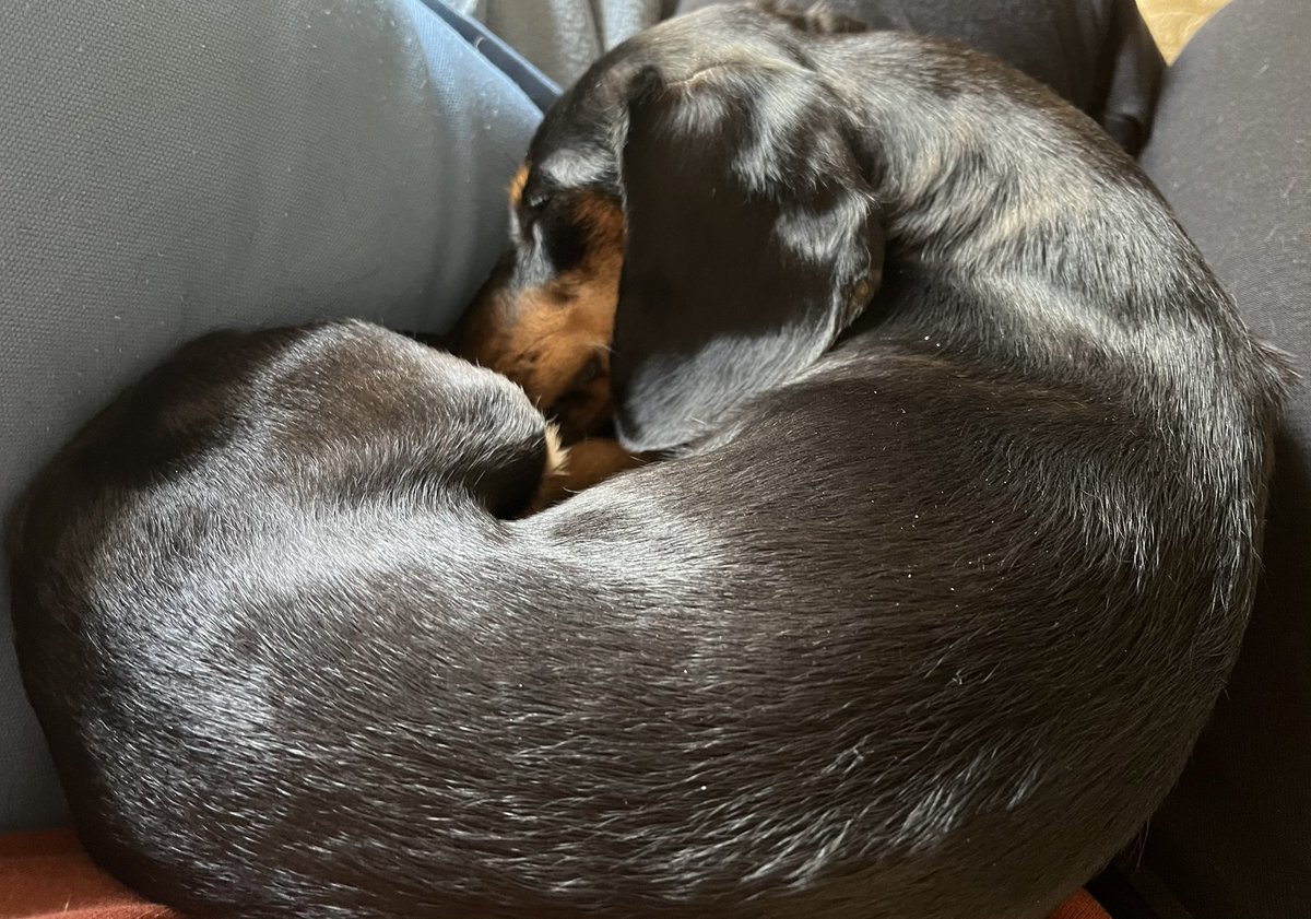 Walter 😇, George, and Katie 🐶❤️ tweet media