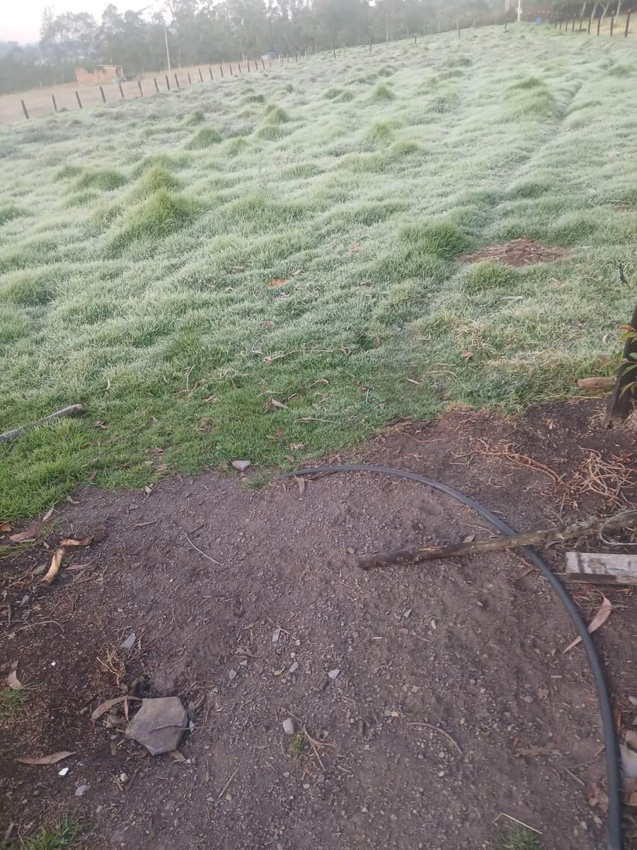 CaracolRadioTun's tweet photo. En el occidente de #Boyacá, los municipios de #Chiquinquirá y #Saboya amanecieron bajo una fuerte helada. https://t.co/Q0rUhfulkS