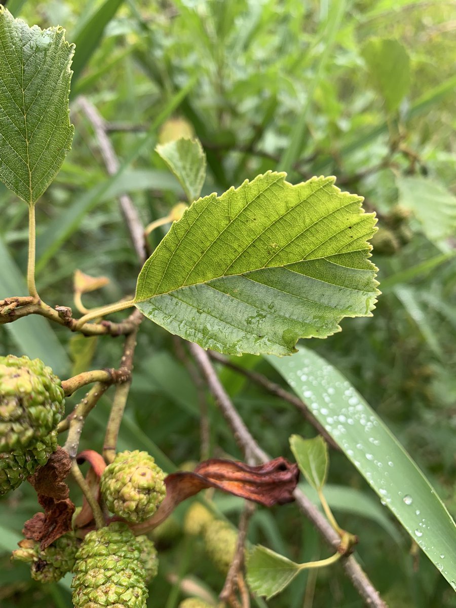 LesleyTotten's tweet photo. Bit confused by this - is it some form of hybrid Alder ? Wish Iβd paid more attention to the leaves now π€ #Bawsinch @ScotWildlife @EdinburghNats ππ³ https://t.co/XNl2oB6vJf
