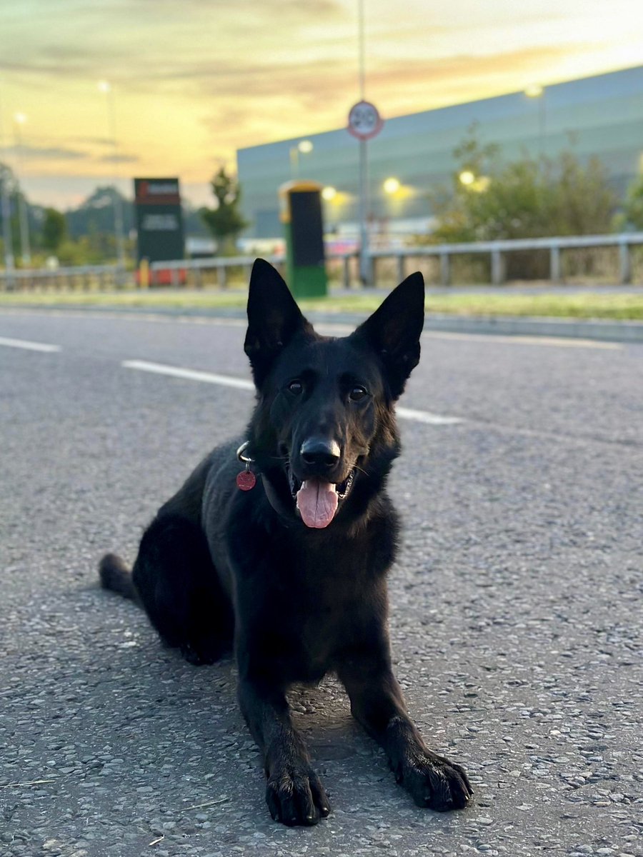 wiltspolicedogs's tweet photo. Vagus nailed his game of hide and seek on Saturday nightshift ! He found an occupant of a vehicle that had crashed near to the M4 at Chiseldon who’d run from the scene…hiding didn’t work on this ocassion good boy Vagus 👏🏻👏🏻 https://t.co/jDCYZs6f1l