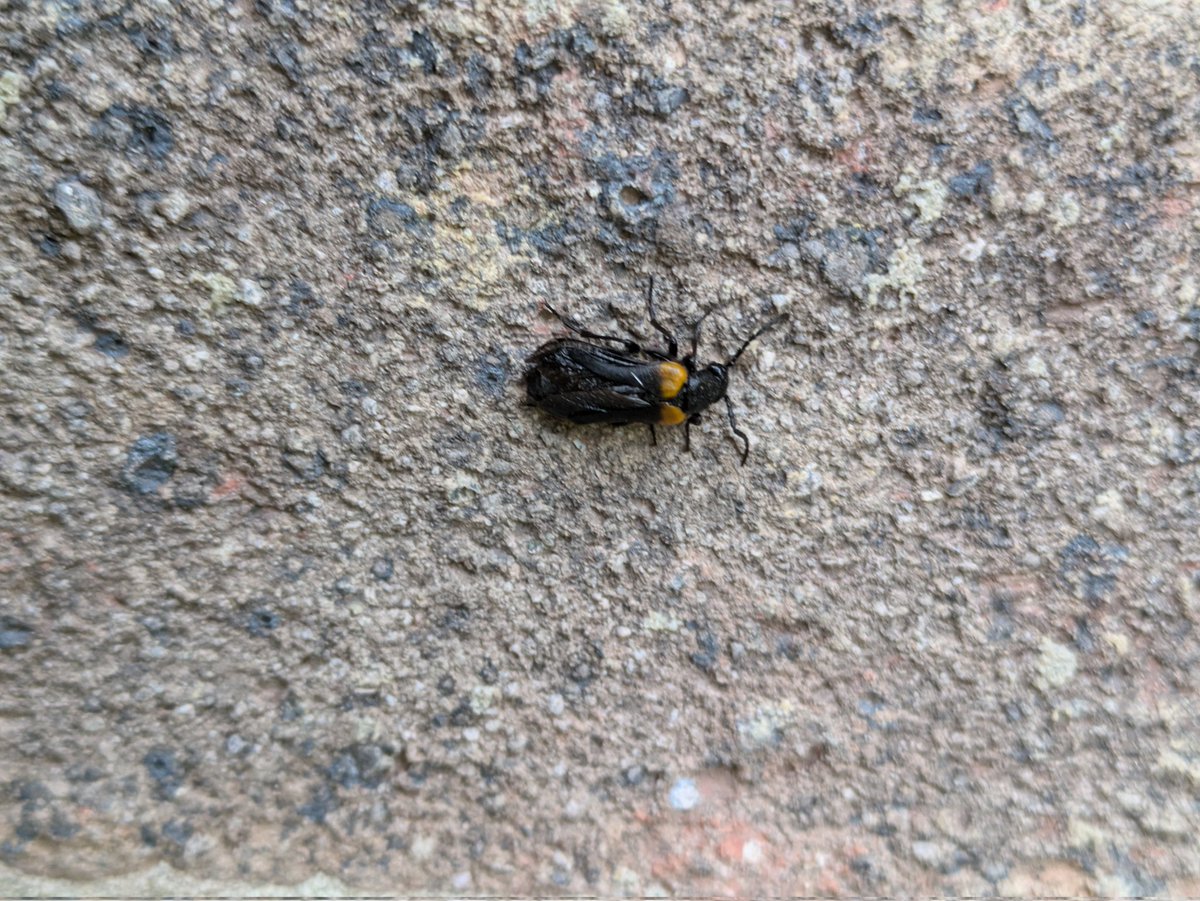 ZoeFreedman's tweet photo. @Buzz_dont_tweet I understand this is a red listed species! Just spotted my first sitaris muralis on my house wall just above the nests of my anthophora plumipes bees. Location: Baughurst, Hampshire. https://t.co/gNl6HFa7Wb