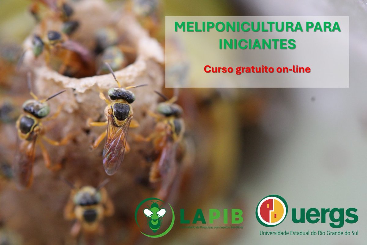 clerlisot's tweet image. ATENÇÃO 🚨 DIVULGAÇÃO DE CURSO:  meliponicultura para iniciantes (Criação de abelhas sem ferrão)
Curso gratuito, EAD, com certificado de 45h emitido pela UERGS
Não há limite de vagas
Então bora dar aquele RT pq vai ter link