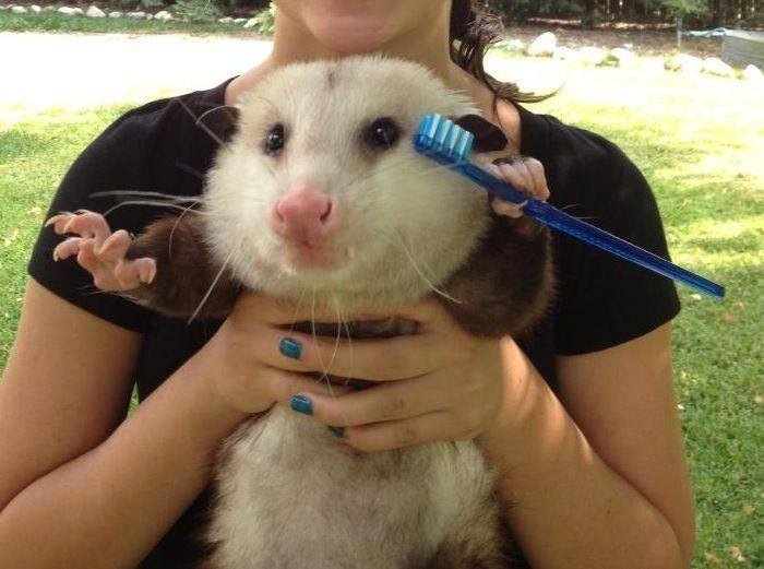 Possumeveryhour.io (@possumeveryhour) on Twitter photo 