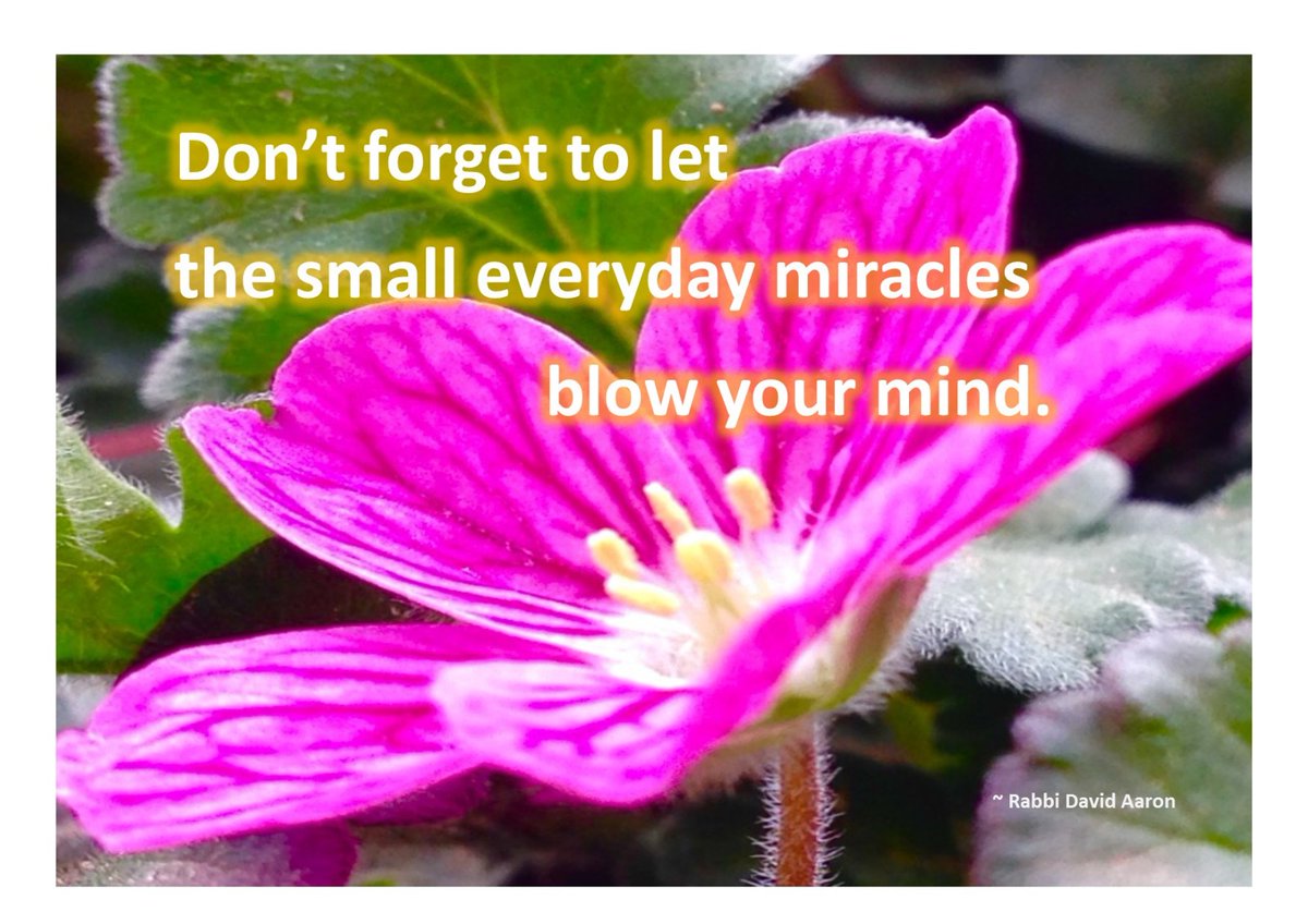 RabbiDavidAaron's tweet photo. In life's busyness, it's easy to miss the small miracles—like a comforting breeze or a helping hand. These are God's quiet messages, reminding us we're never alone. Pause and notice. #SmallMiracles #GodsPresence #NeverAlone https://t.co/H7yvYXveTR