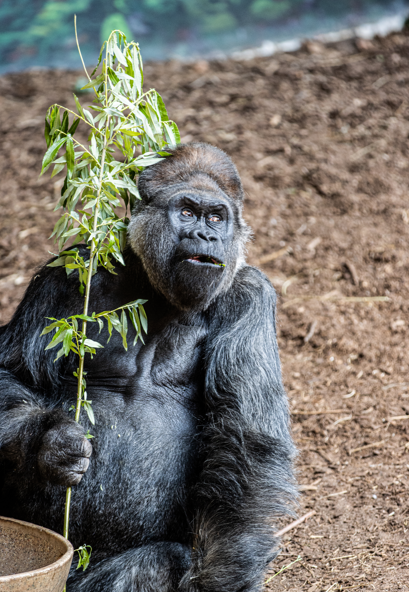 Toronto Zoo Wildlife Conservancy tweet media