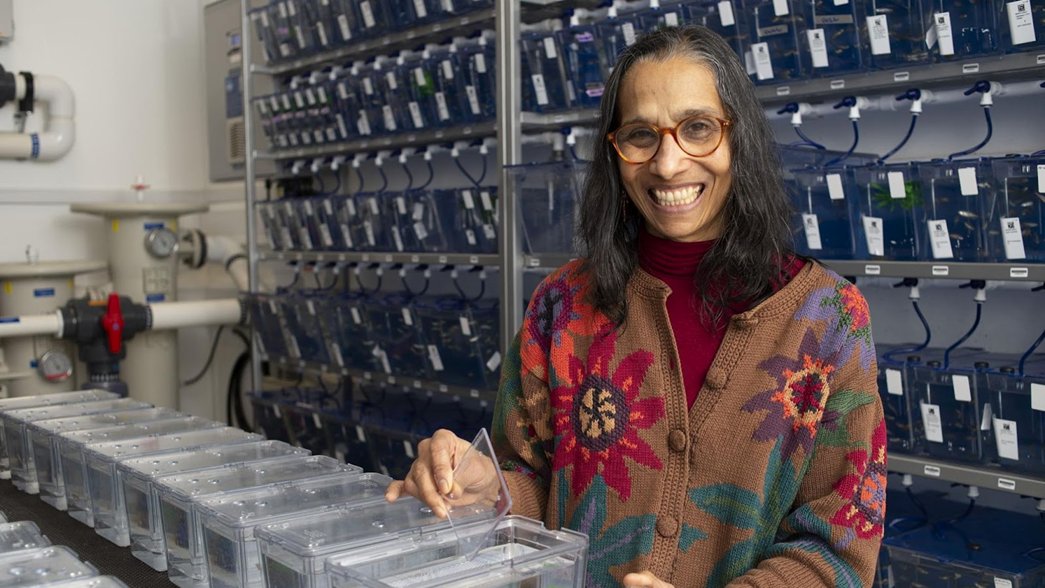 Zebrafish Rock! tweet media