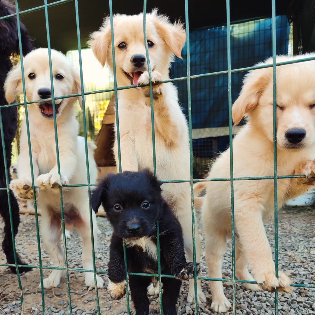 Yok mu şu kartpostallık bebelere yuva olmak isteyen birileri🥰 3 tane 4,5 aylık erkek kardeş, spitz melezleri maksimum 7-8 olacaklar.Siyah 2 aylık erkek cocker melezi. Üreticiler yüzünden mağdur olan bu bebelere aile olacak birilerini arıyoruz. Şişli 

İnstagram