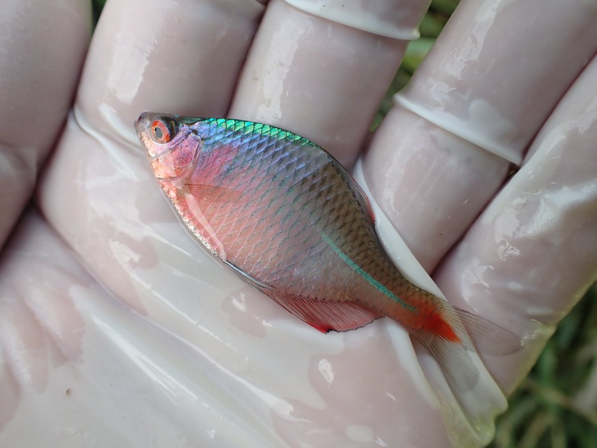 春タナゴ きもぱん on X