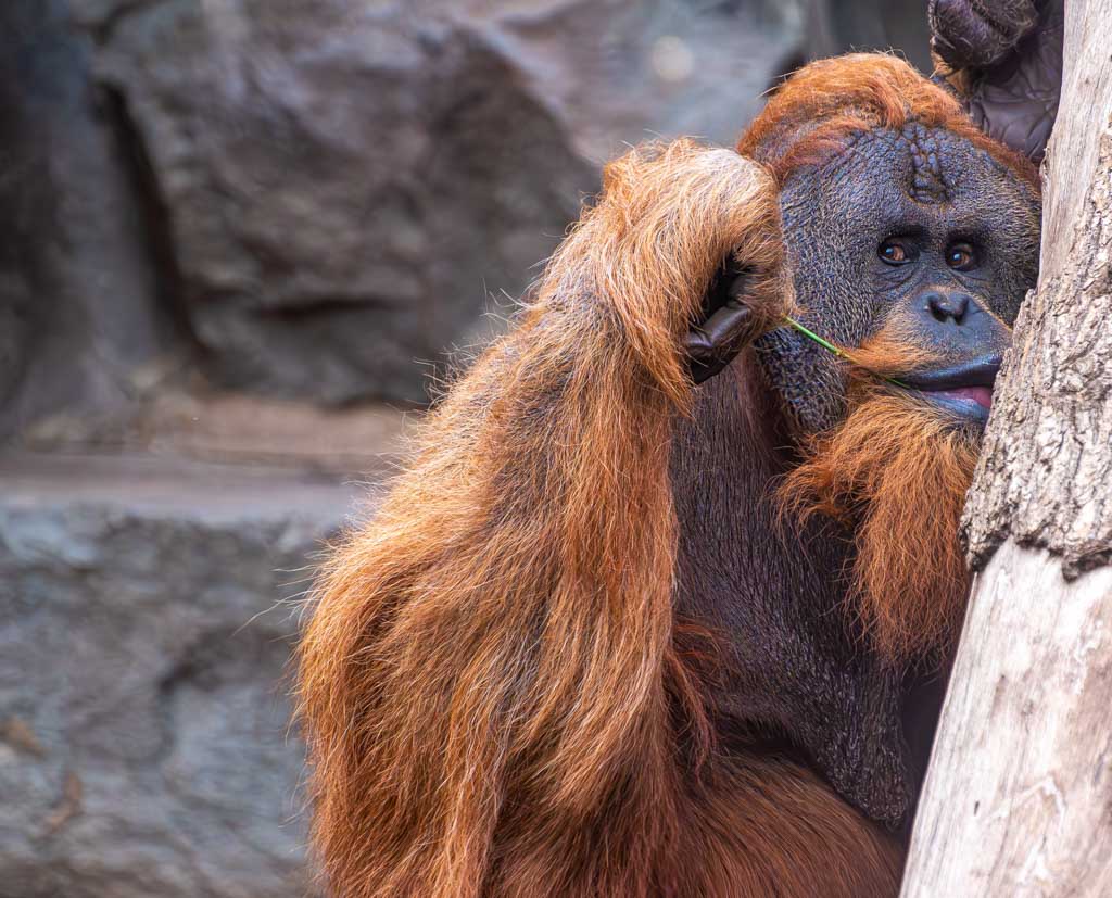 kuriosetage's tweet image. Schützt den Regenwald. Rettet die Orang-Utans. 🦧🦧🦧 Am 19. August ist Internationaler Tag des Orang-Utans (engl. International Orangutan Day). #InternationalOrangutanDay #19august #aktionstag
kuriose-feiertage.de/international-…