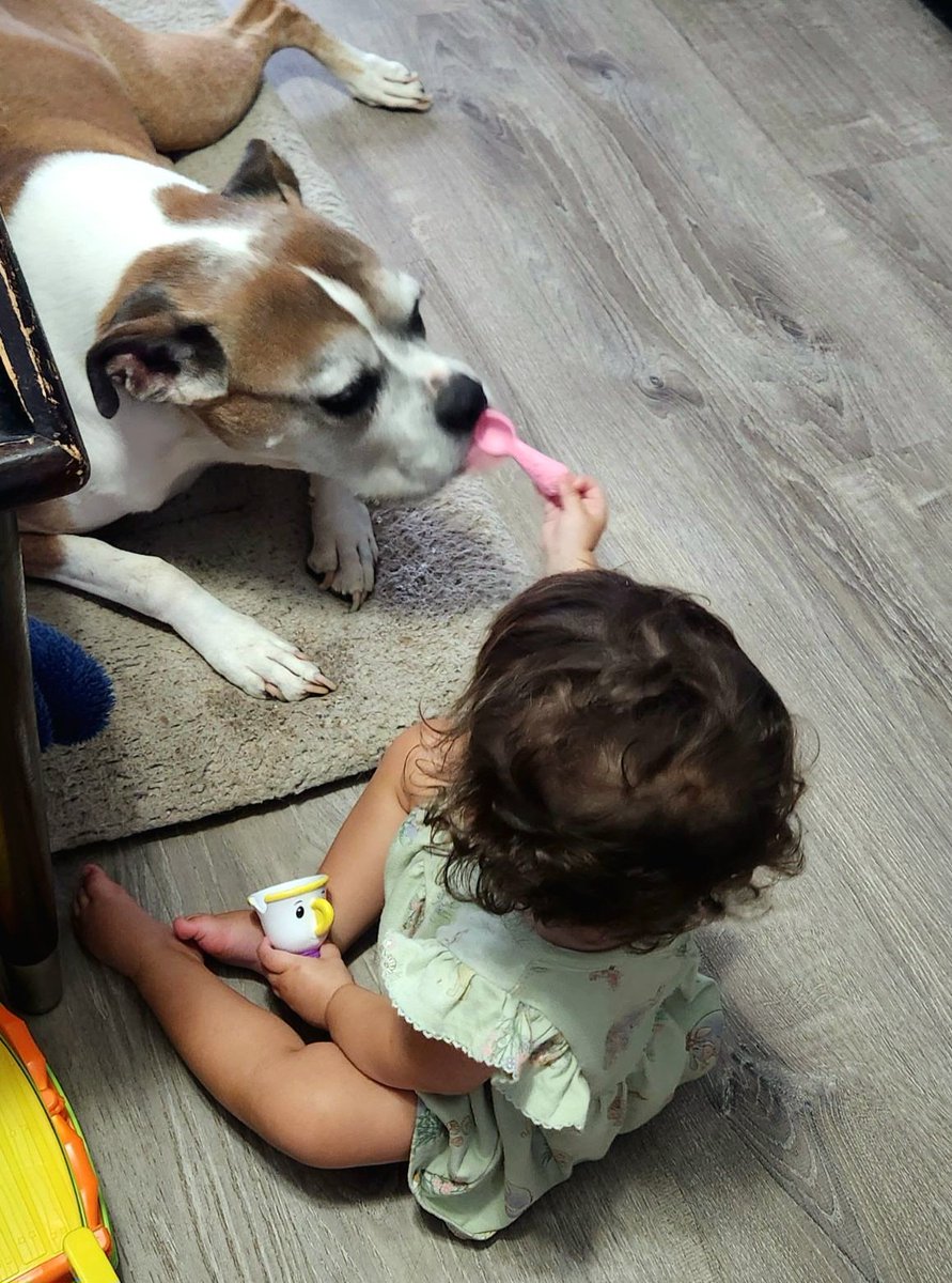TONY_D0808's tweet photo. A baby girl and her loyal boxer, a perfect pair!! 🐶🐕
#addilynn #boxerdog #boxer #boxerlife #bailey #girlandherdog #babygirl #babyanddog #tocute #beautiful #beautifulbaby #cutebaby #mommysgirl #daddysgirl
@followers
@highlight https://t.co/pwGgaEA8dm