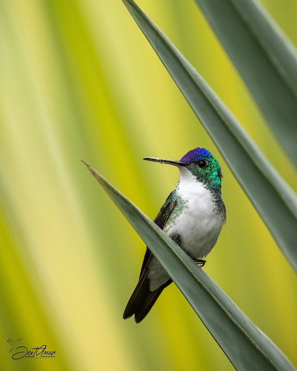 JeetAman Photography tweet media