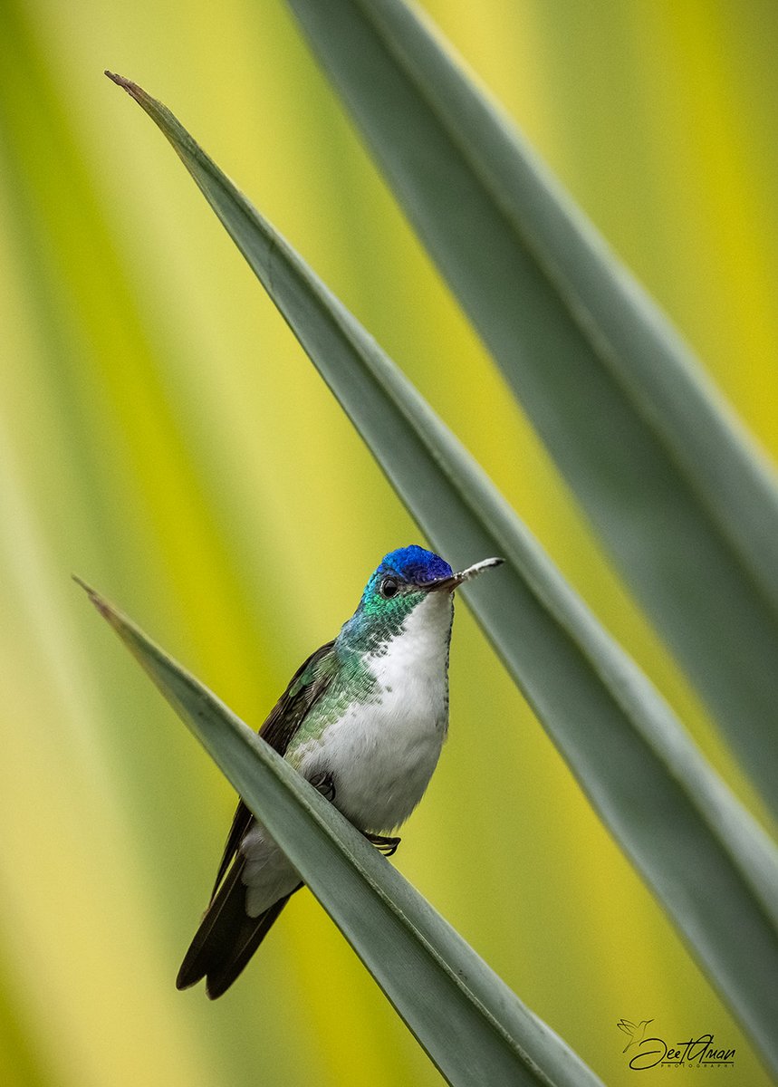 JeetAman Photography tweet media