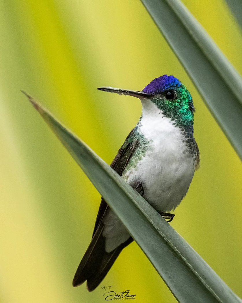 JeetAman Photography tweet media