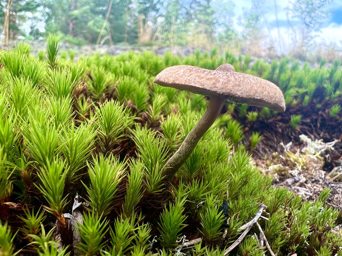 NGlers's tweet photo. Pientä ja kaunista #maankamara 🇫🇮🌱 #sieni #elokuu #kävely https://t.co/n3IDx15pXB