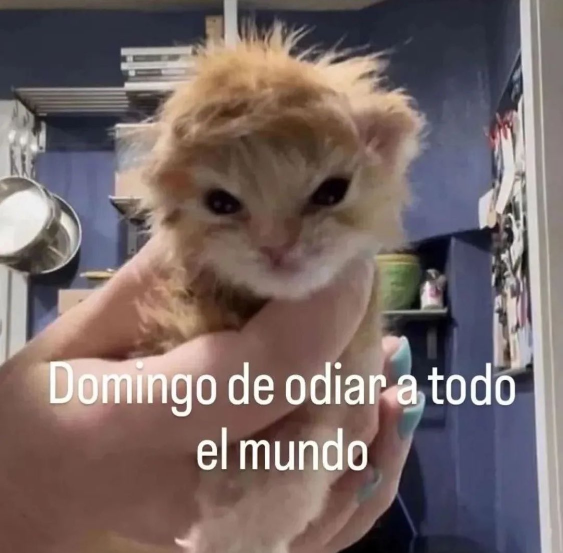 #sunday #domingo #catscommunity