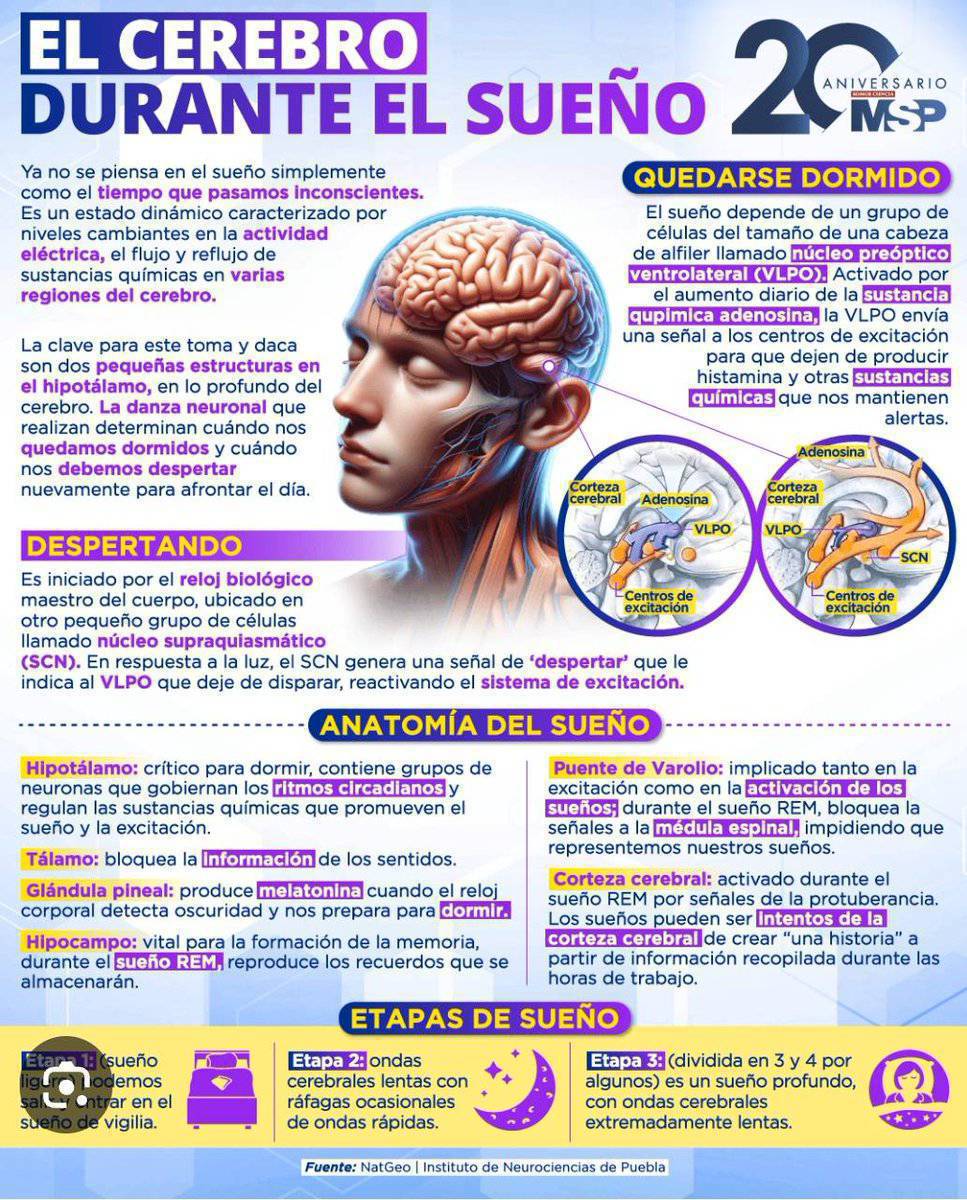 La relevancia del tiempo que dormimos es menospreciada, pero su impacto en la atención, aprendizaje y memoria impacta en rendimiento y calidad de decisiones 

El sistema glinfático, el servicio de limpieza que elimina toxinas o los mecanismos de memoria actúan durante el sueño
