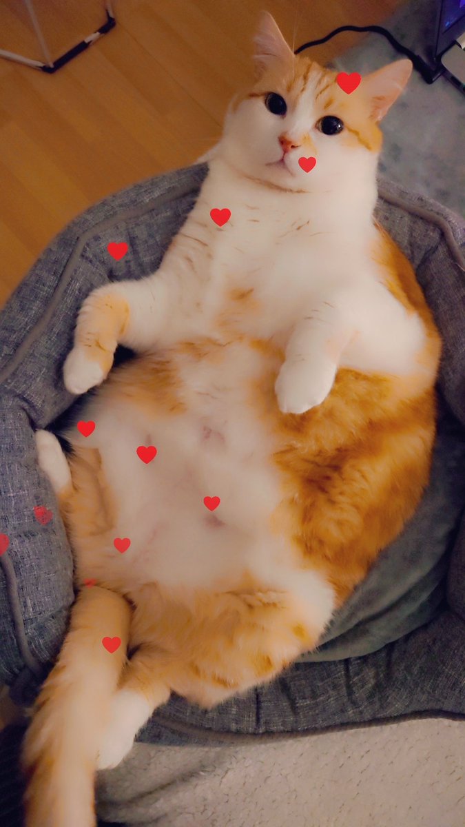 Naili41918808's tweet photo. @BastianGct Mon roux rond à moi est au paradis des chats 🤍
#karamel
#tumemanque https://t.co/28JnZGICg8
