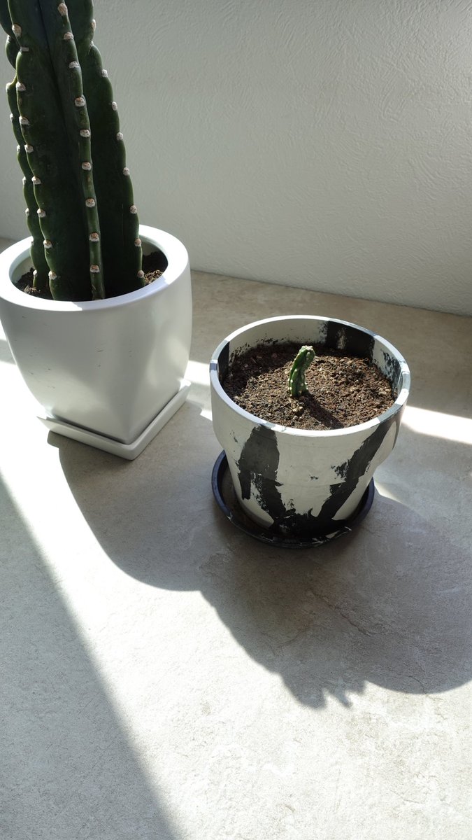 say_ume's tweet photo. ポキっと折れたサボテンちゃんを植えてみた🌵
発根してくれるかなー？😊 https://t.co/5VqD3jtd7y