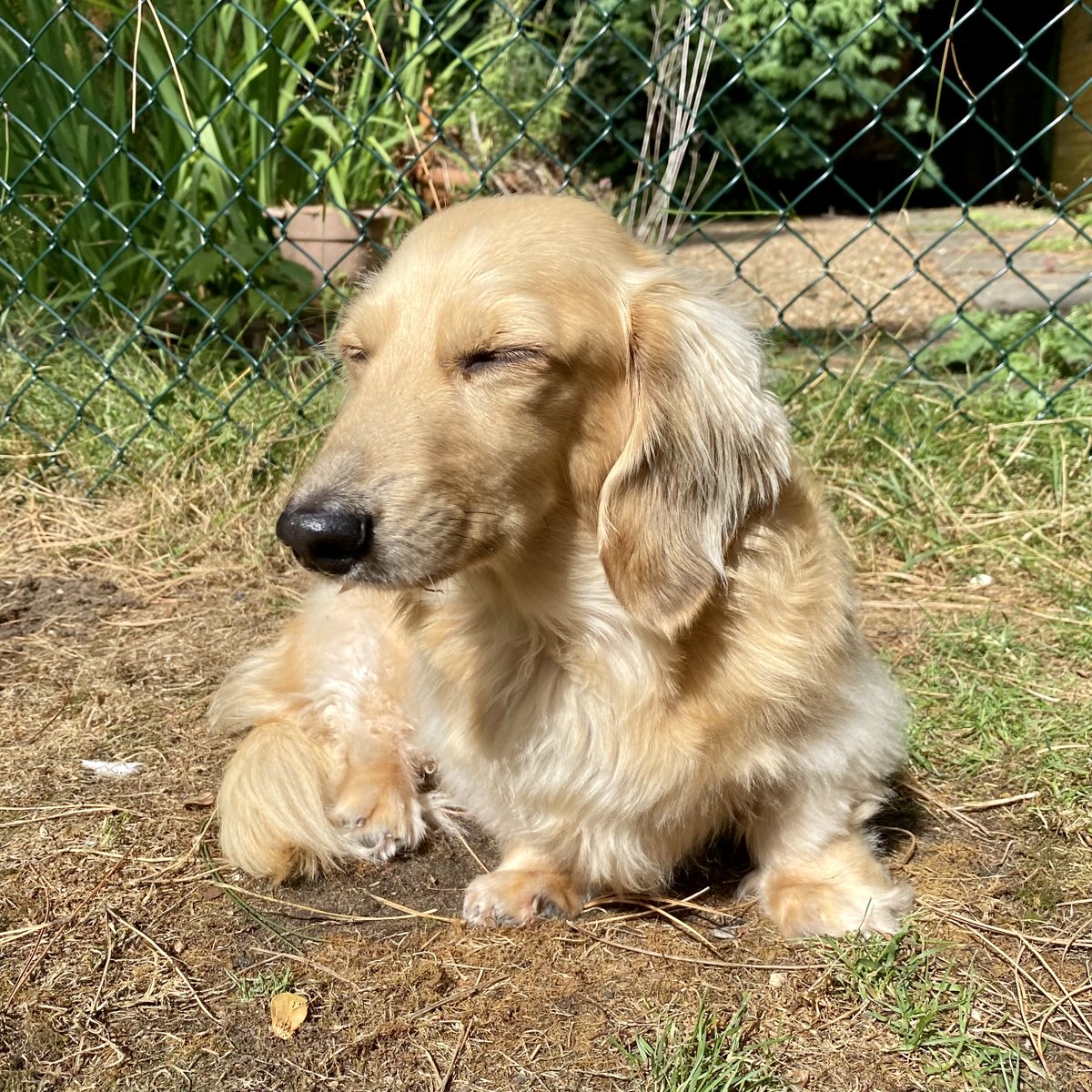 Sausage Dog Hotel tweet media