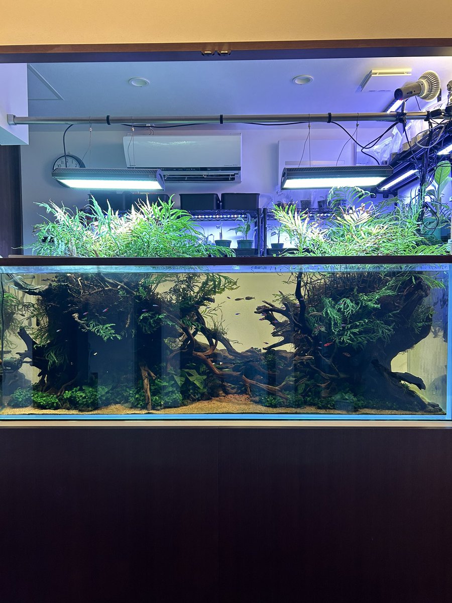 KK PLANTS (@kkplants0430) / Posts / X